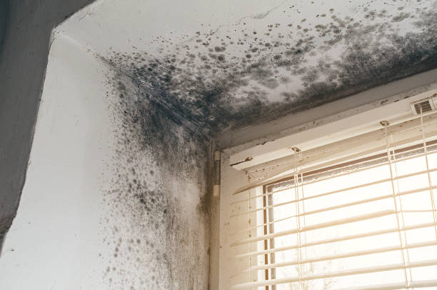 Trusted Commercial Mold Remediation service in Benzonia, MI - Cheap Mold Removal